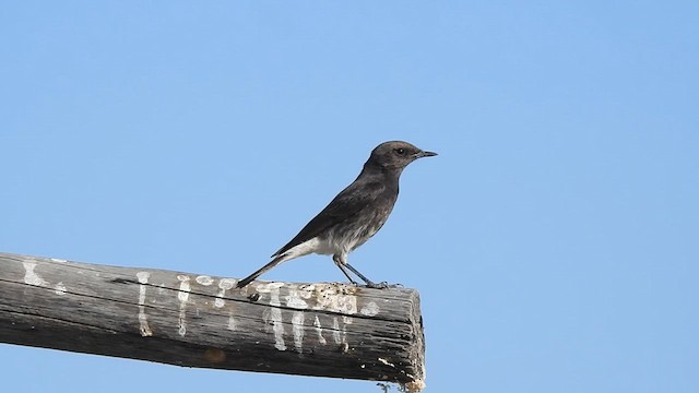Variable Wheatear - ML629262449