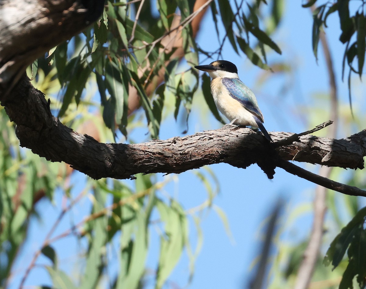 Forest Kingfisher - ML629262634
