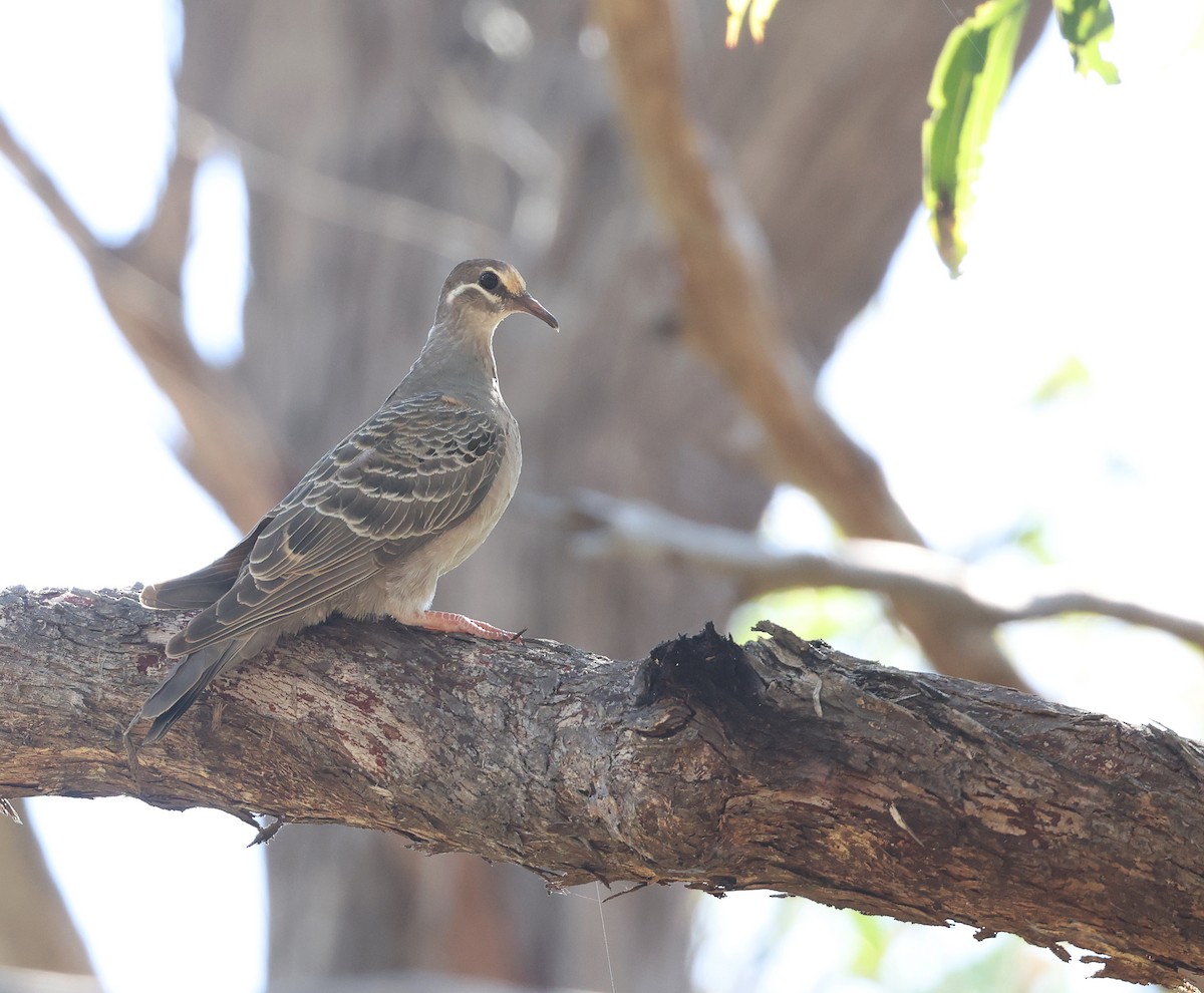 Common Bronzewing - ML629262635
