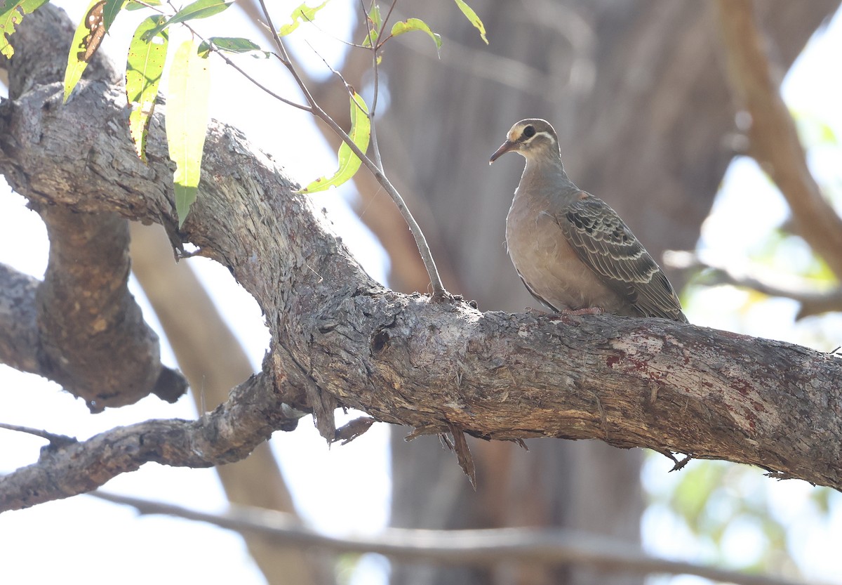Common Bronzewing - ML629262636