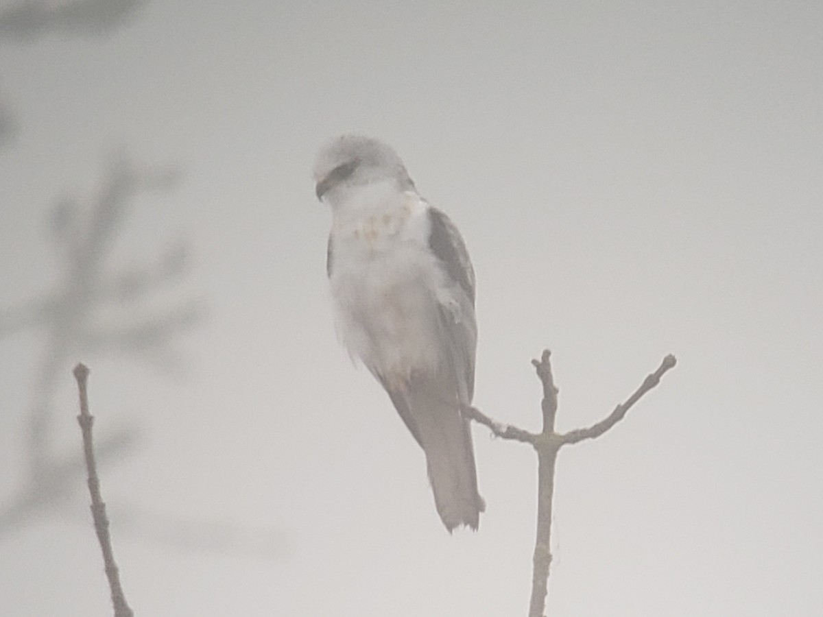 White-tailed Kite - ML629262706