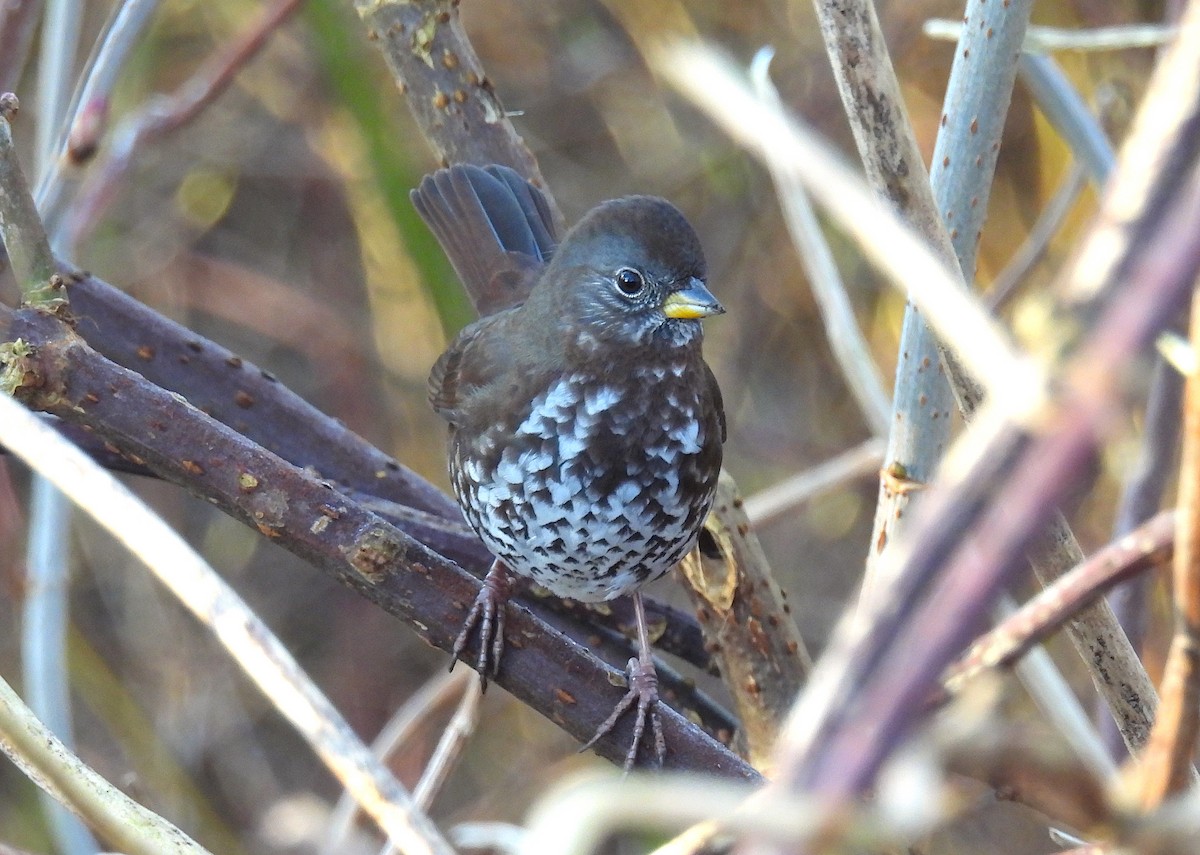 Fox Sparrow (Sooty) - ML629262714