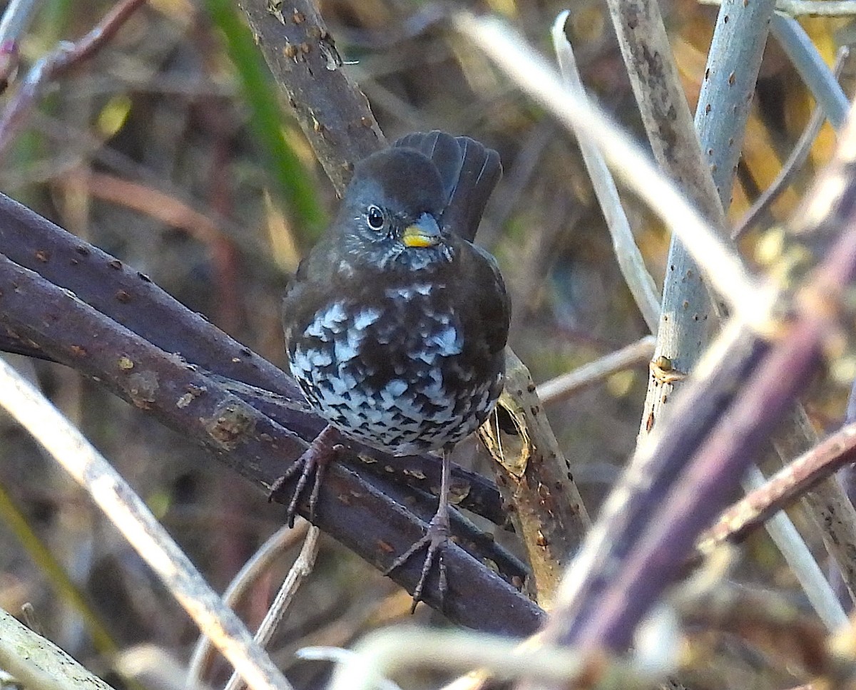 Fox Sparrow (Sooty) - ML629262718