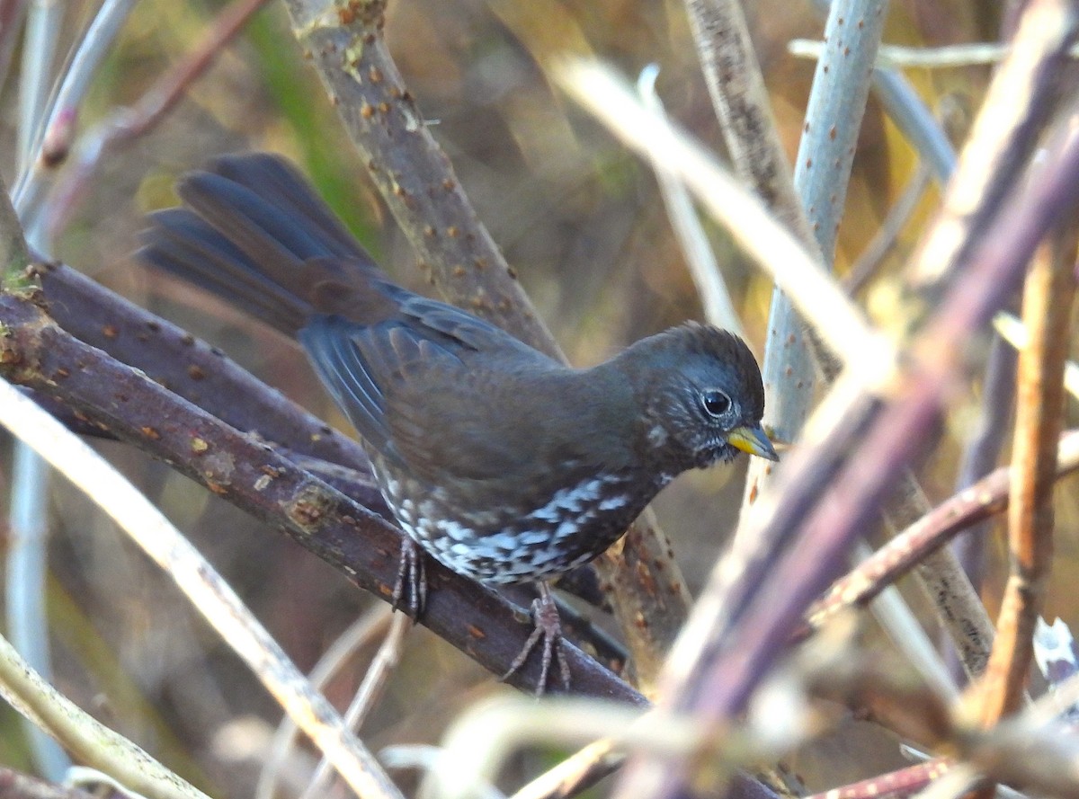 Fox Sparrow (Sooty) - ML629262719