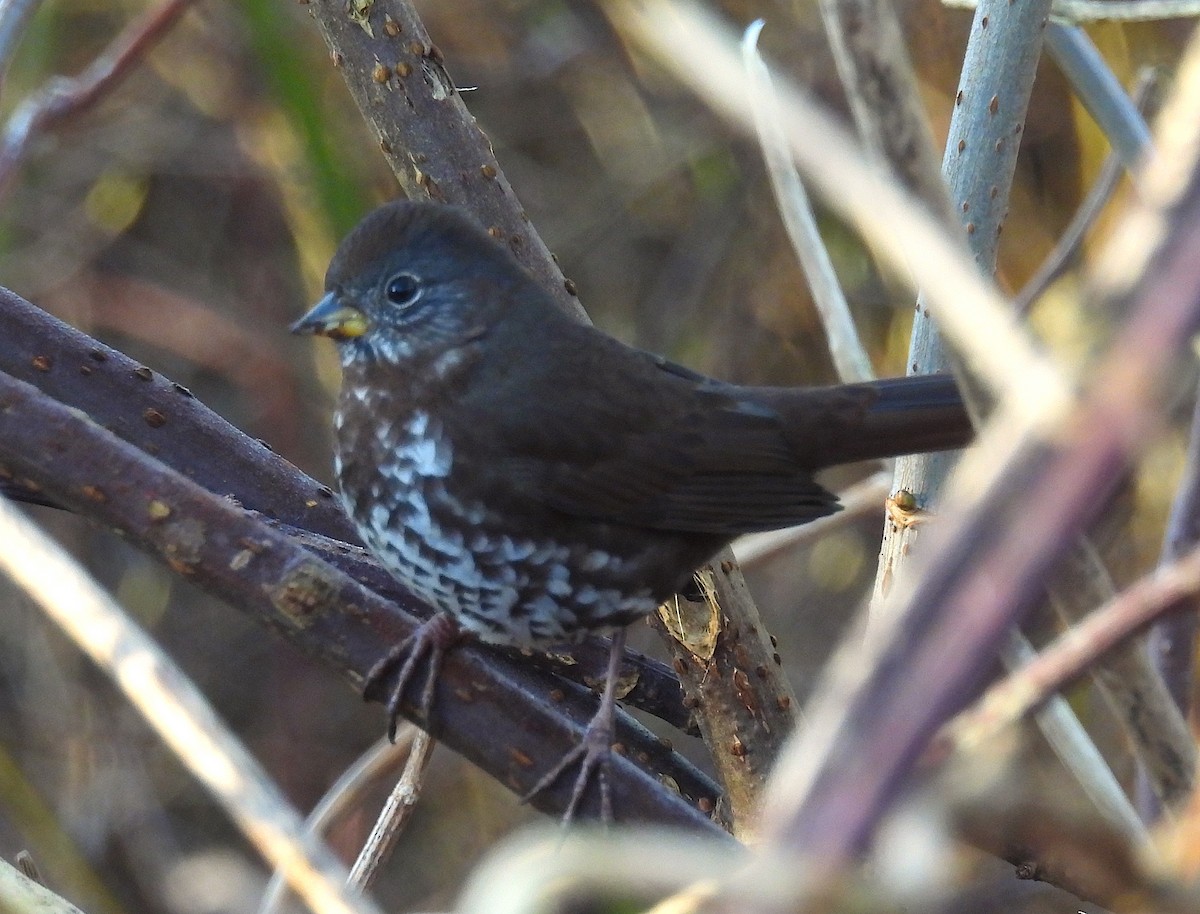 Fox Sparrow (Sooty) - ML629262721