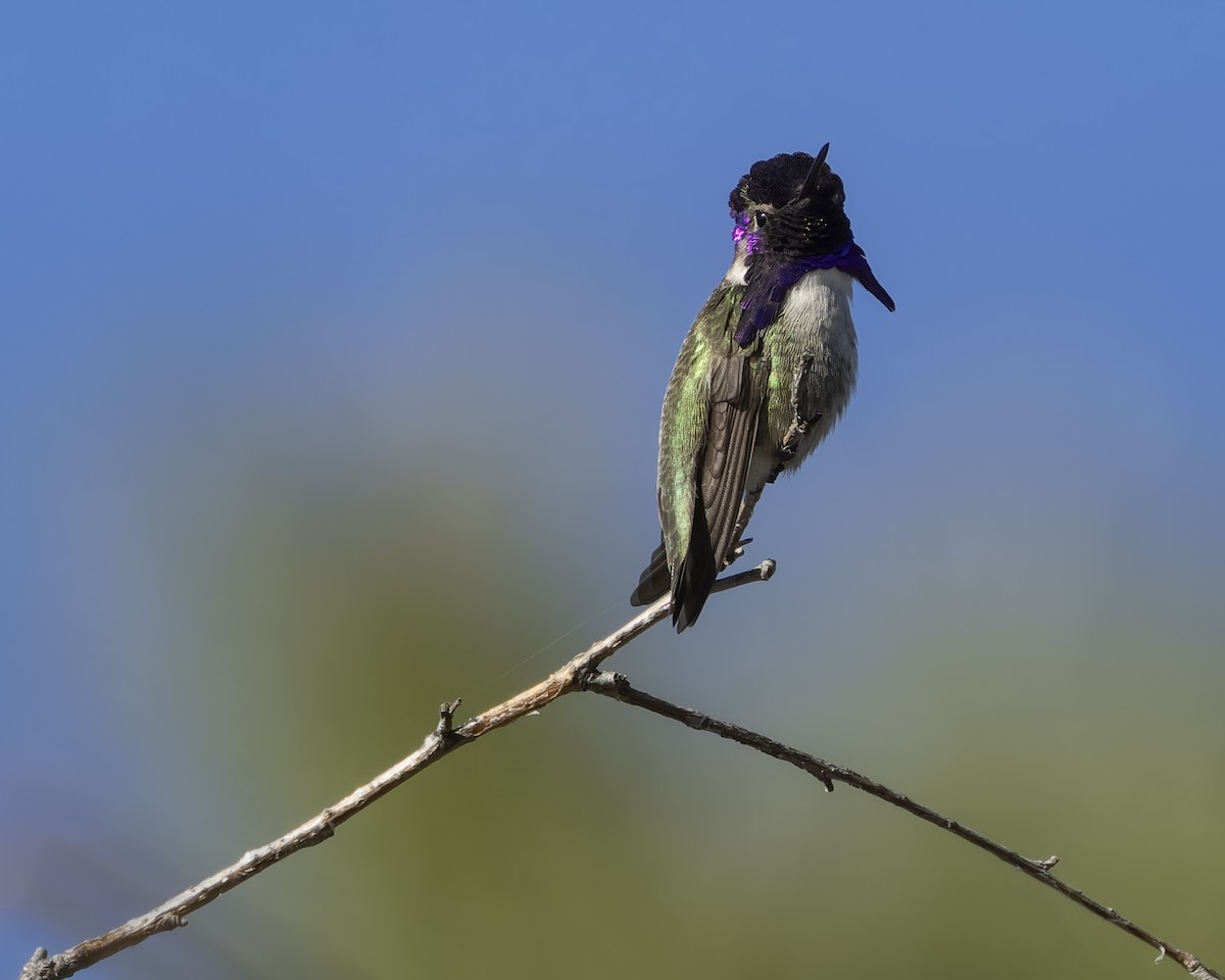 Costa's Hummingbird - ML629262744