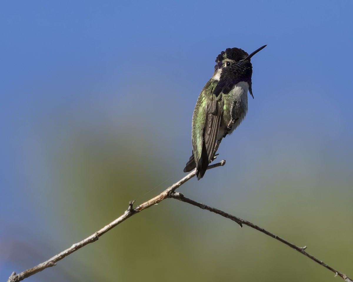 Costa's Hummingbird - ML629262745
