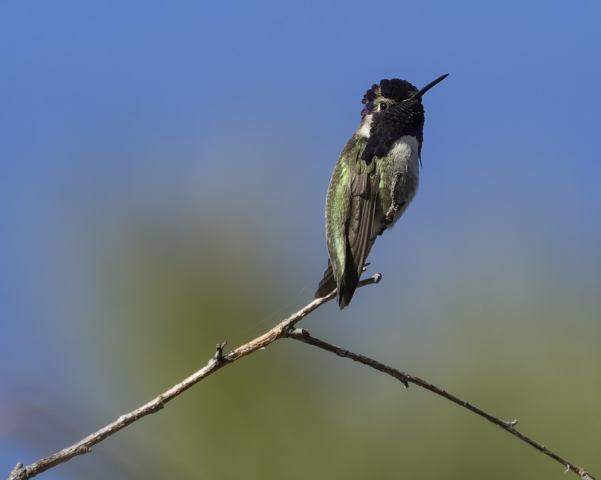 Costa's Hummingbird - ML629262746