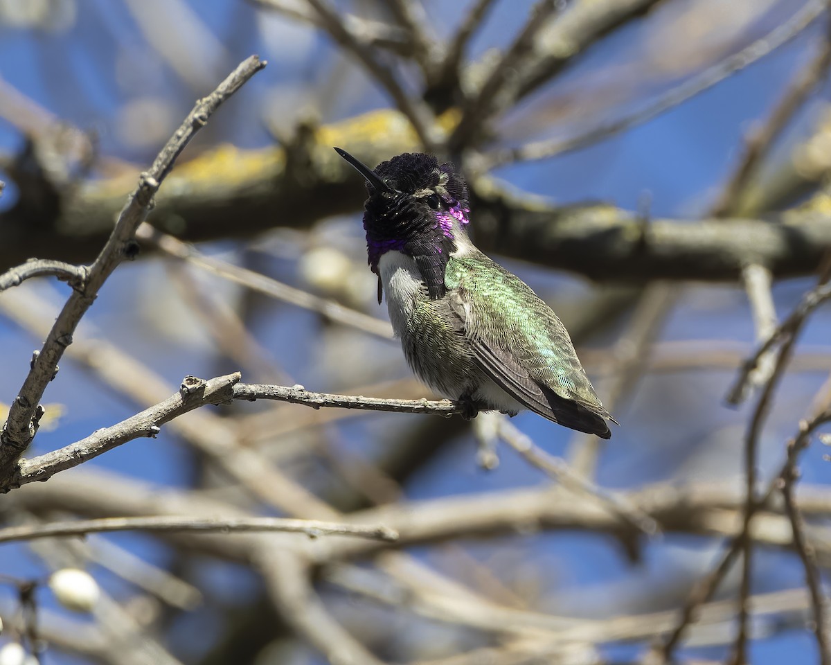 Costa's Hummingbird - ML629262747