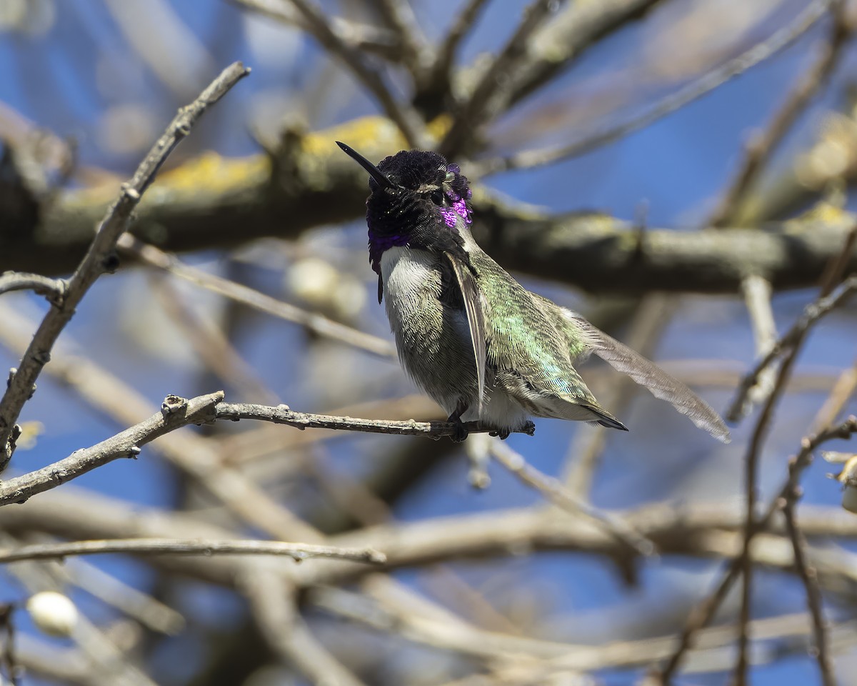 Costa's Hummingbird - ML629262748