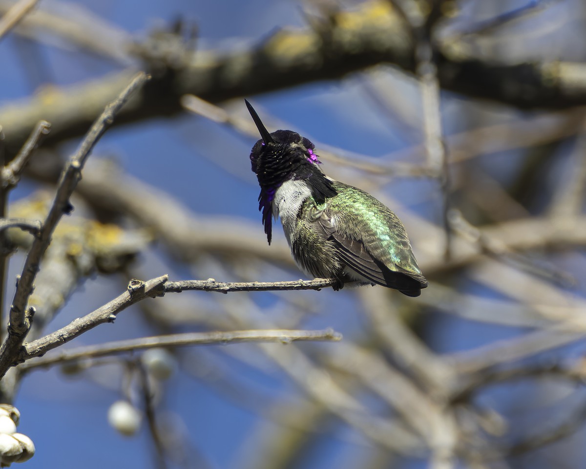 Costa's Hummingbird - ML629262749