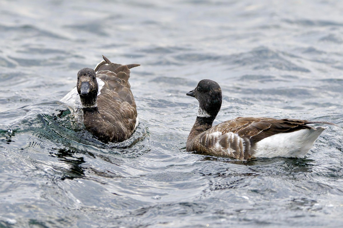 黑雁 - ML629262771