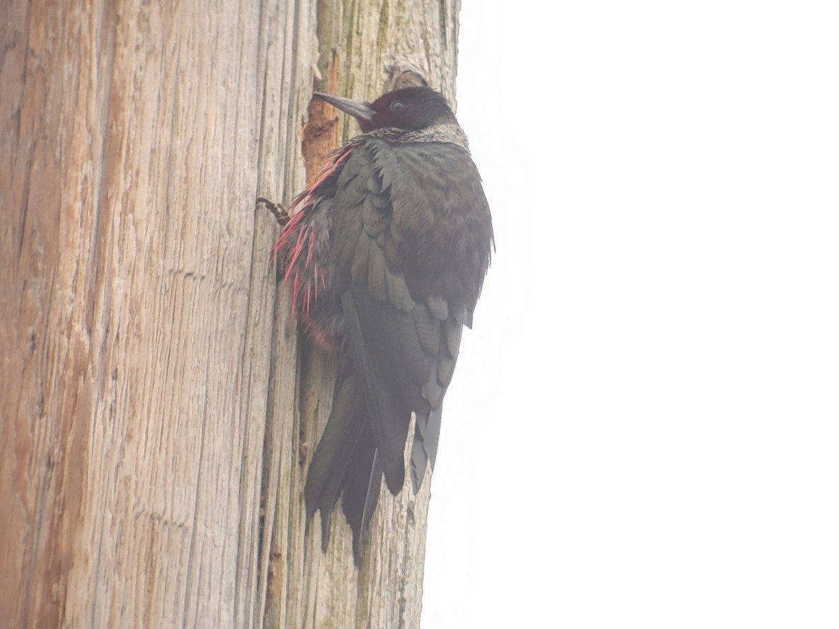 Lewis's Woodpecker - ML629262877