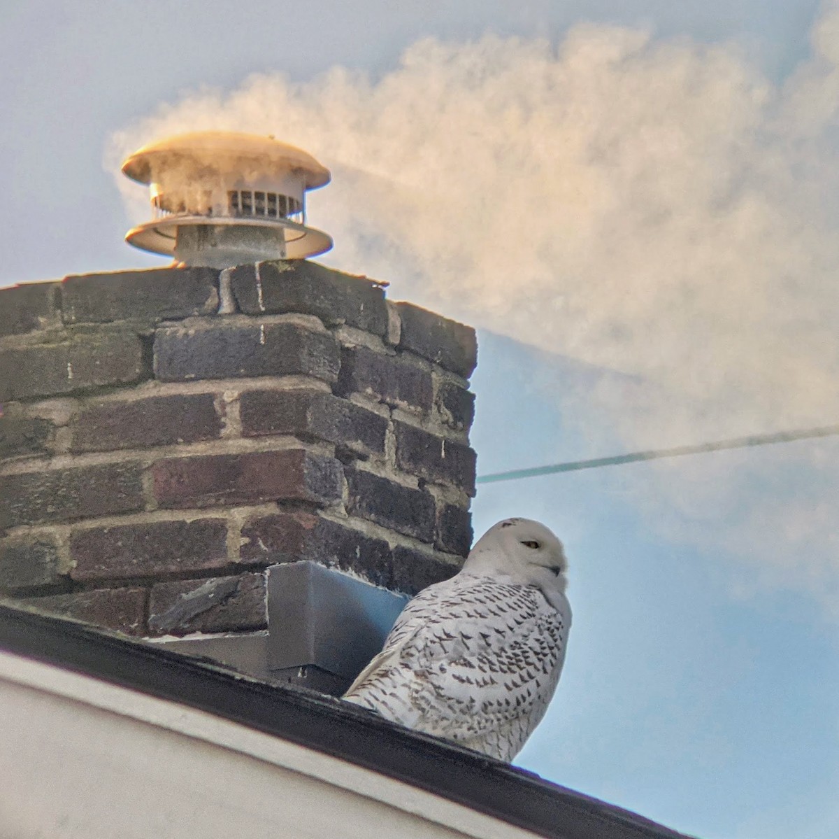 Snowy Owl - ML629263021