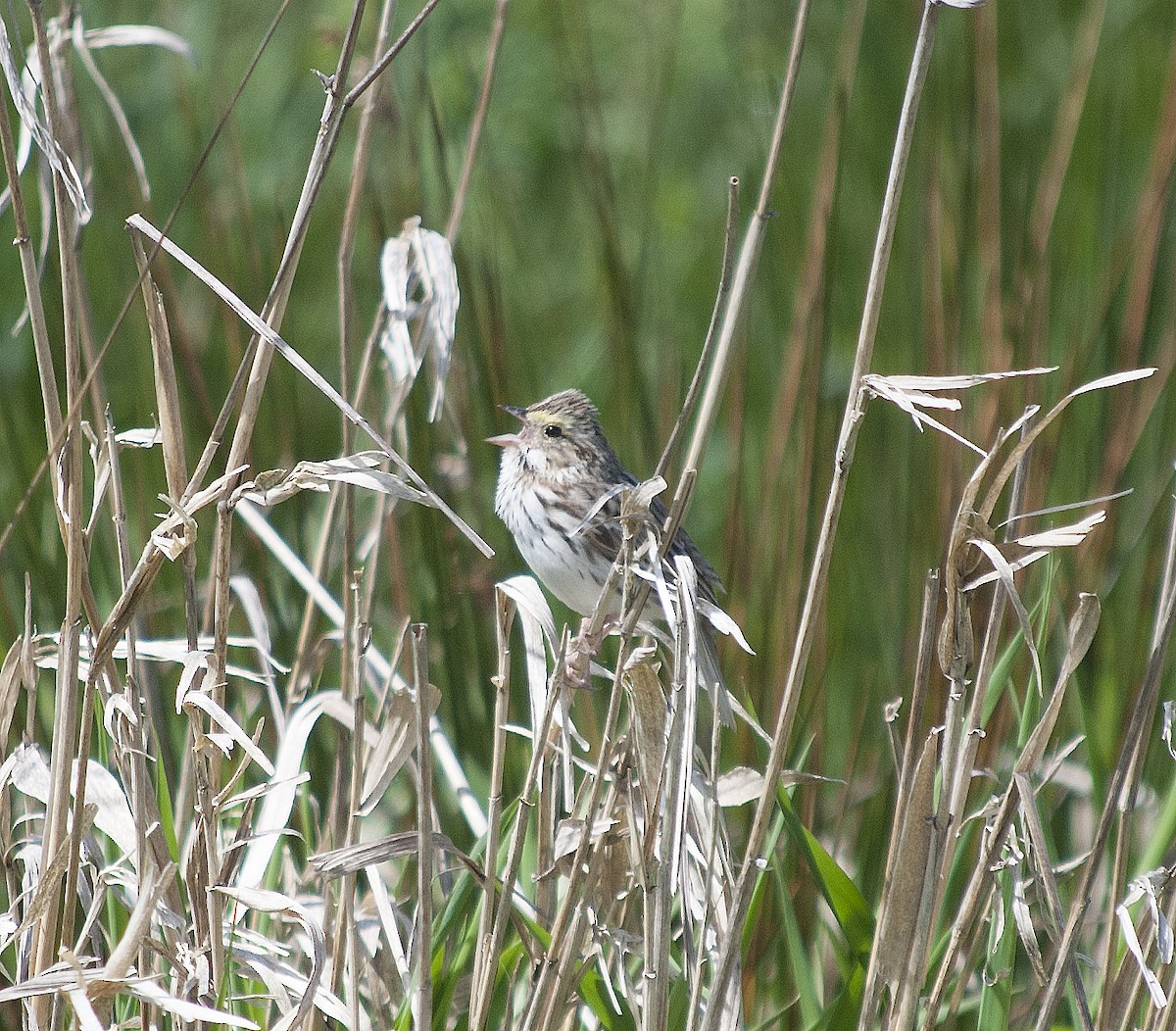 Savannah Sparrow - ML629263242