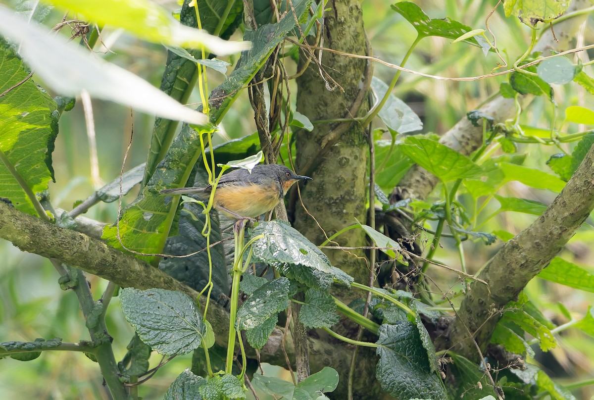 Rwenzori Apalis - ML629263339