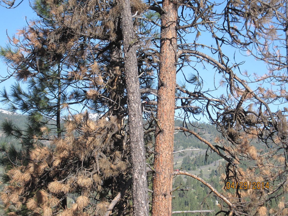 White-headed Woodpecker - ML629263624