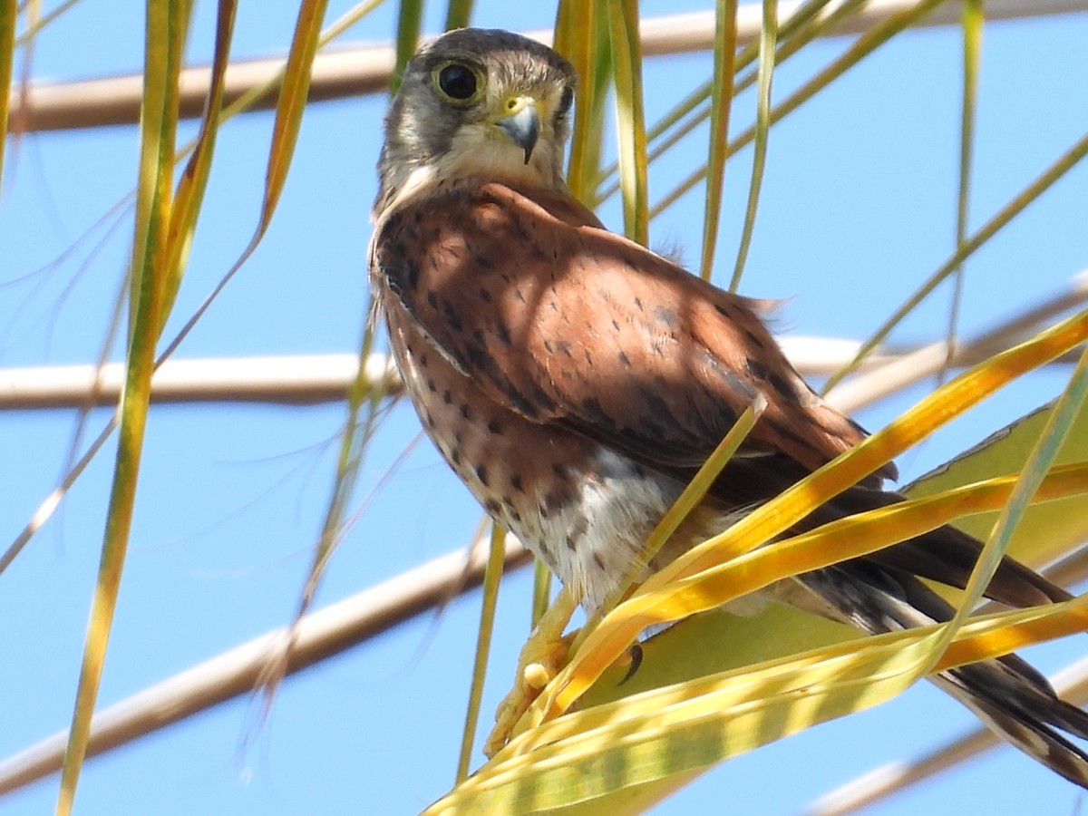 Malagasy Kestrel - ML629263760