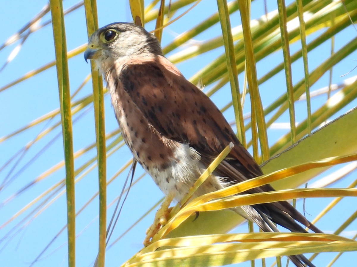 Malagasy Kestrel - ML629263762
