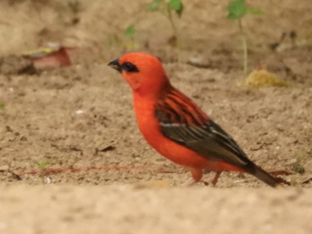 Red Fody - ML629263807