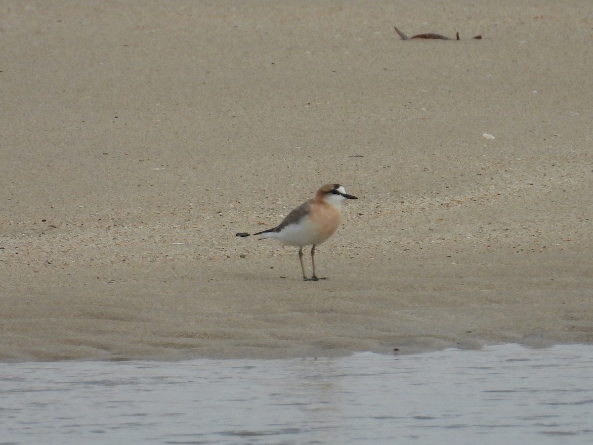 White-fronted Plover - ML629263822