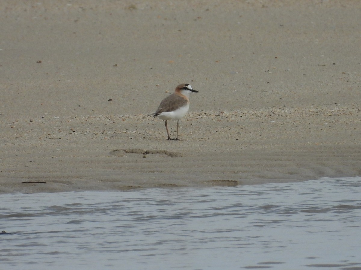 White-fronted Plover - ML629263823