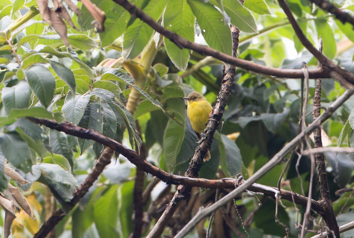 Mountain Yellow-Warbler - ML629263855