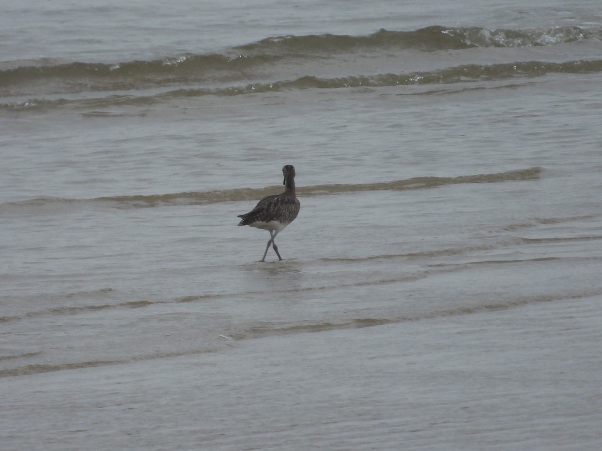 Eurasian Whimbrel - ML629263857