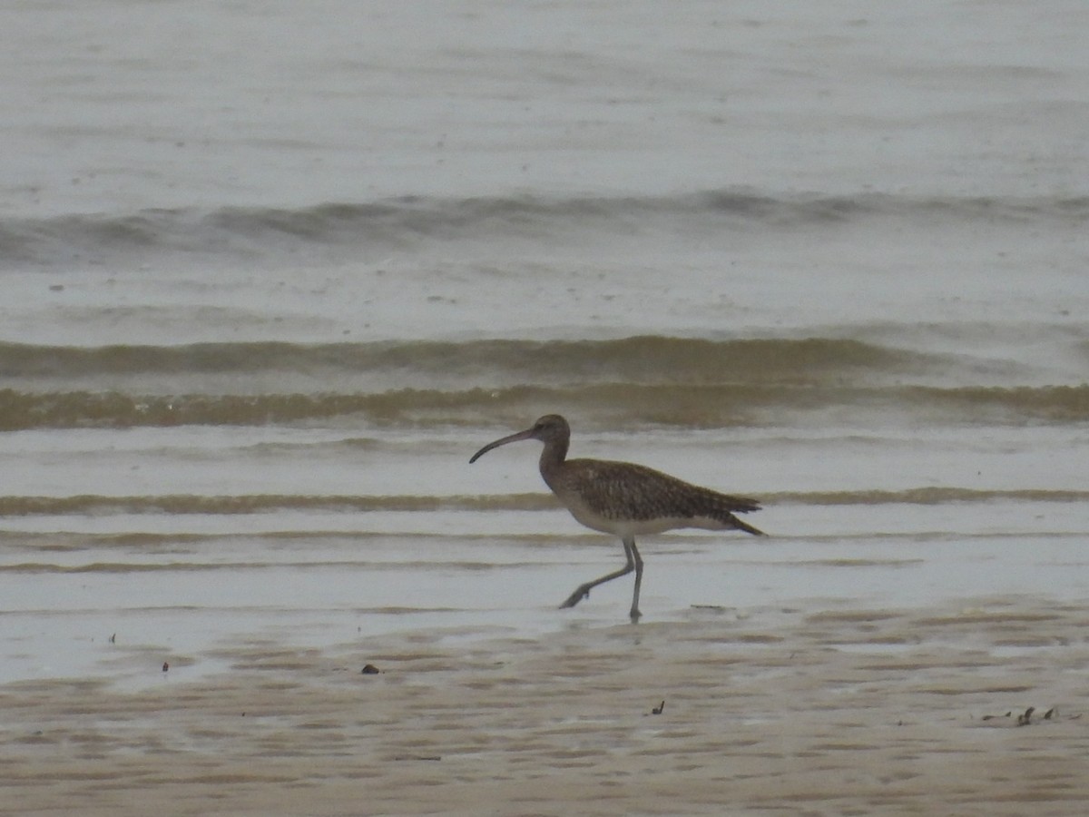 Eurasian Whimbrel - ML629263858