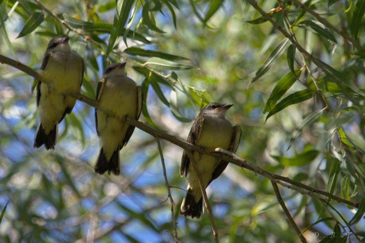 Western Kingbird - ML62926391