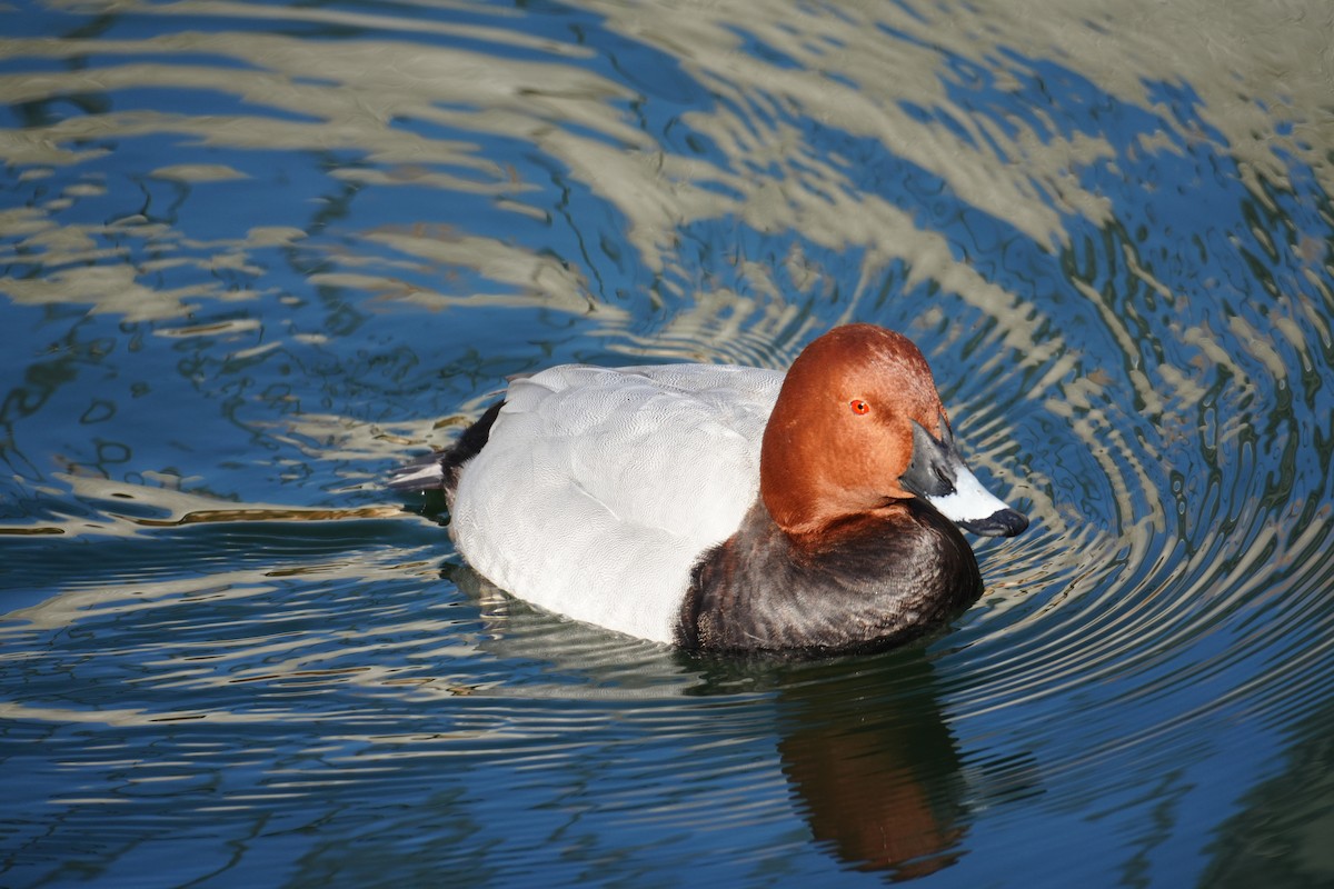 紅頭潛鴨 - ML629264114