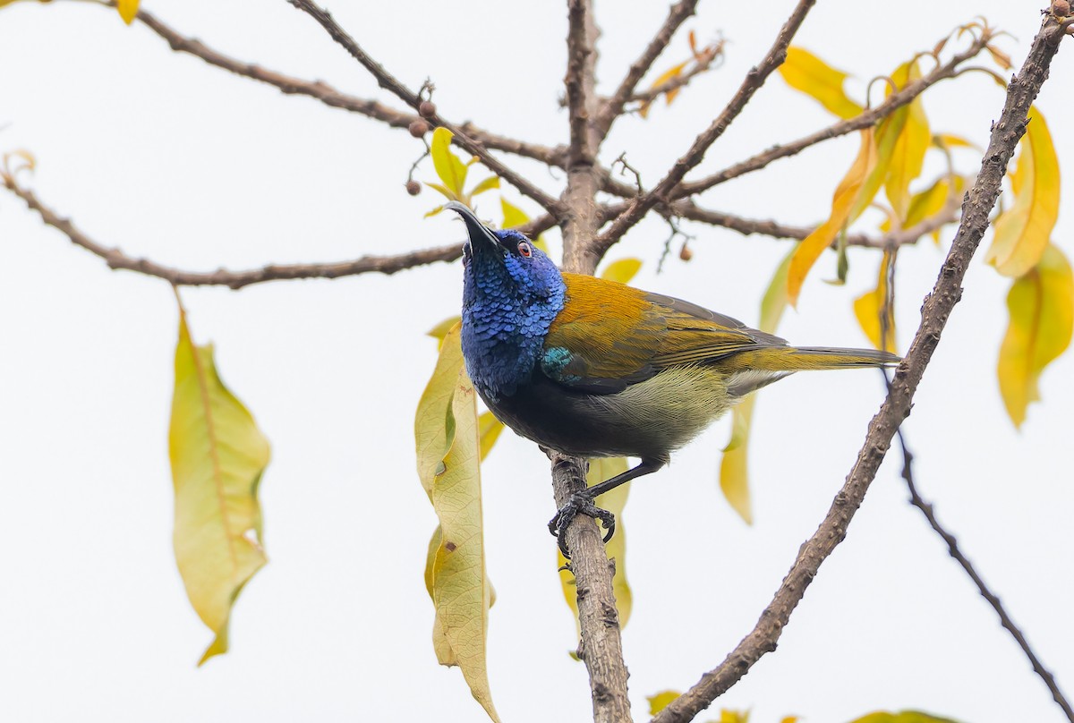 Blue-headed Sunbird - ML629264326