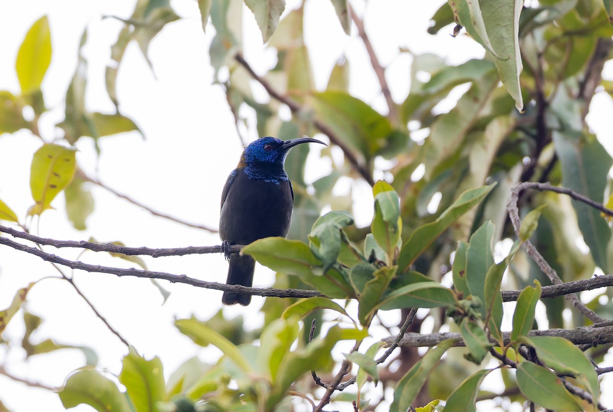Blue-headed Sunbird - ML629264329