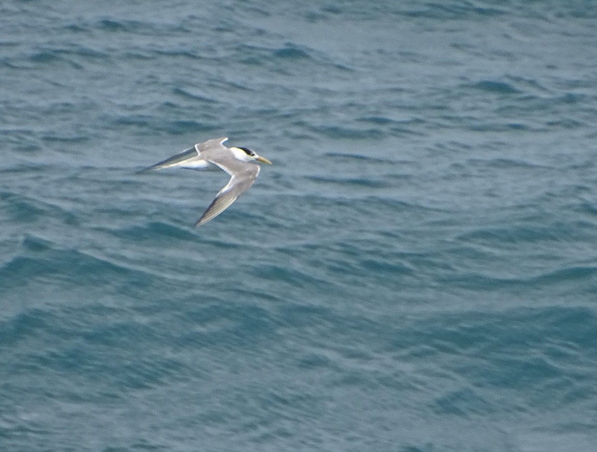 eBird Checklist - 18 Jan 2025 - Mistral Point, Maroubra - 19 species ...