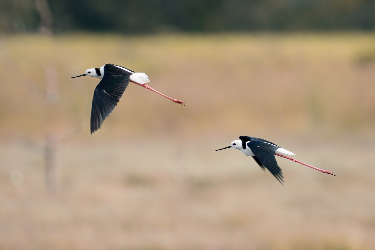 Pied Stilt - ML629264803