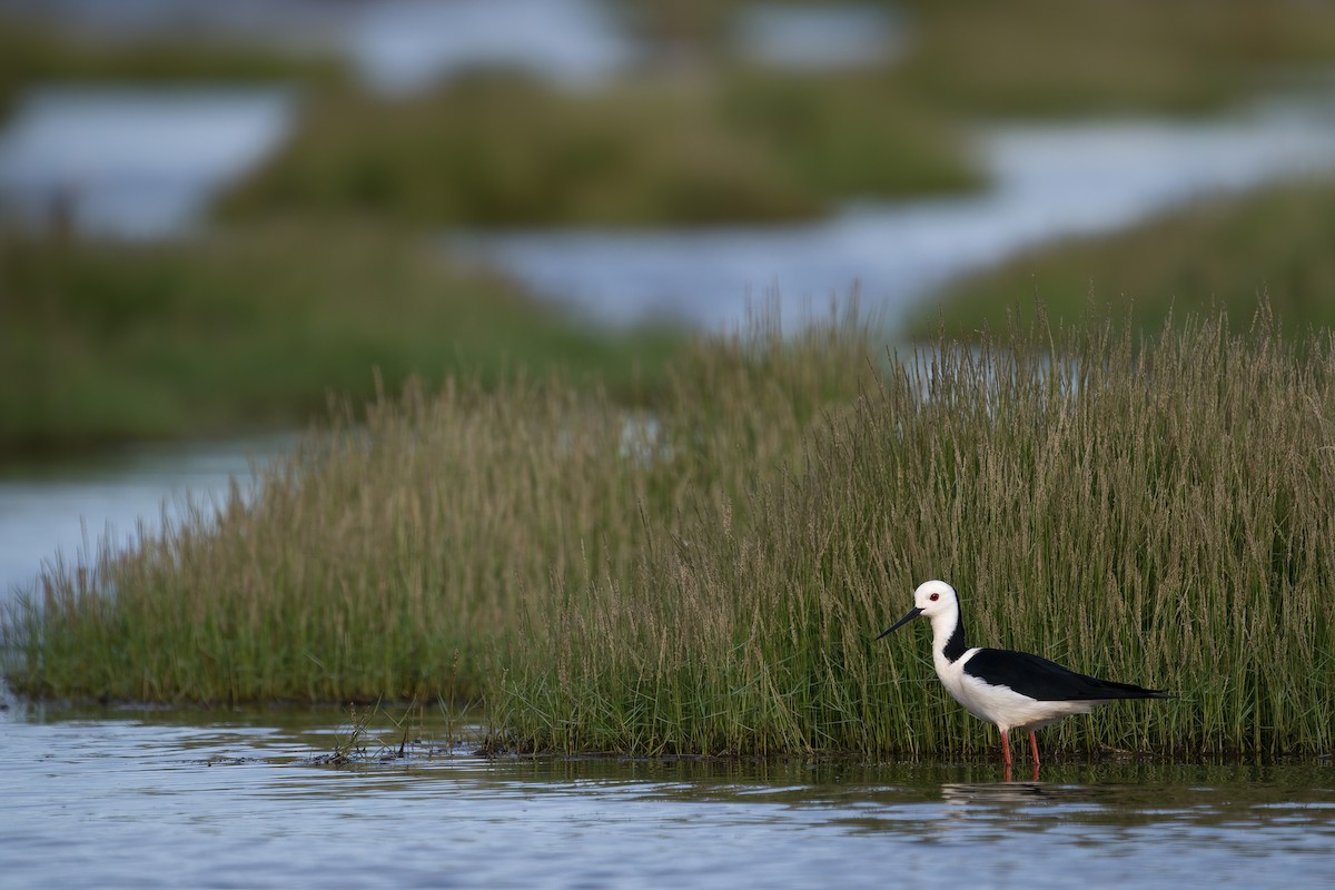 Pied Stilt - ML629264804