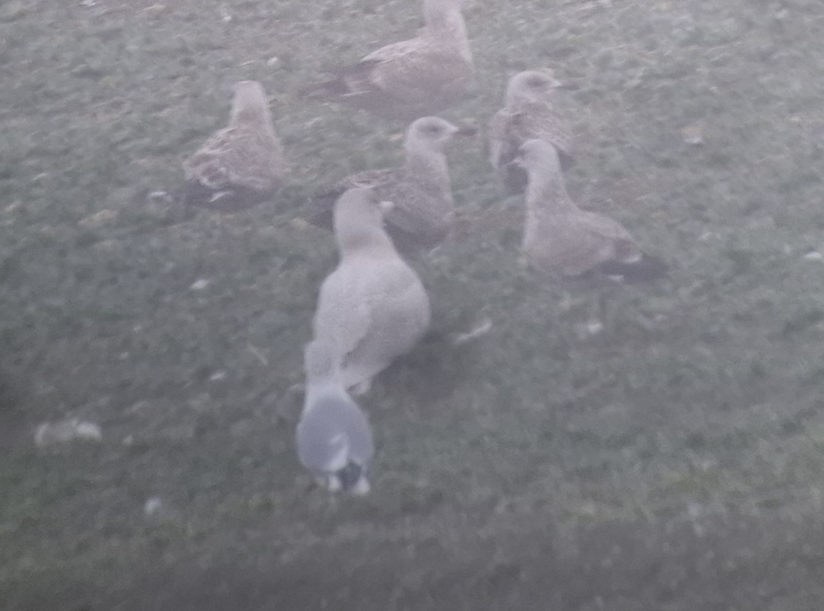 Glaucous Gull - ML629264837