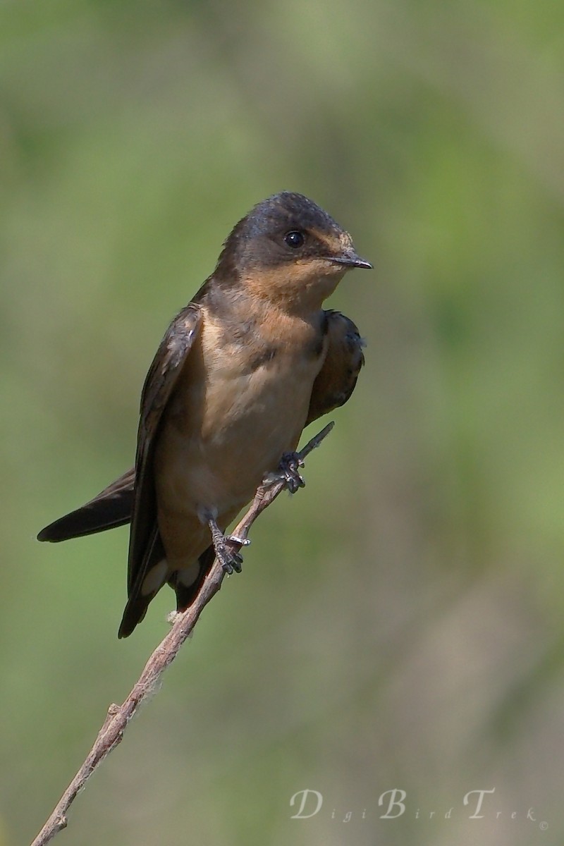 Barn Swallow - ML62926491