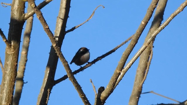 White-browed Fulvetta - ML629265104