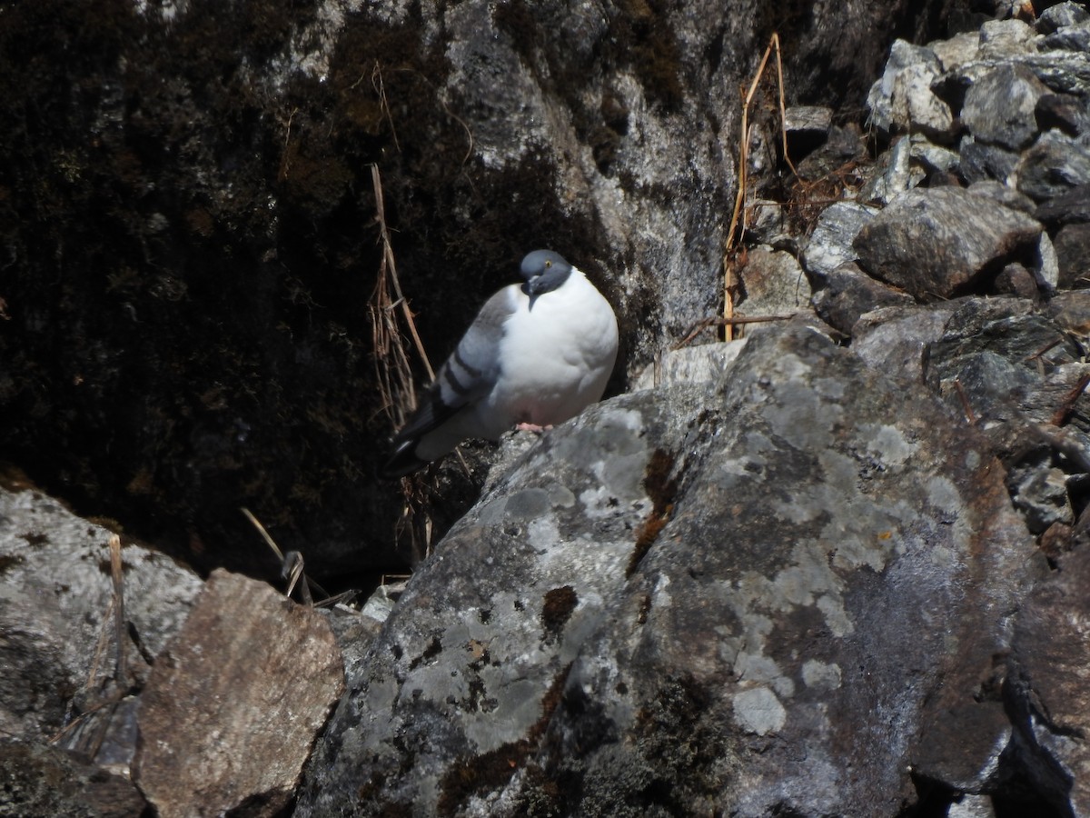 Snow Pigeon - ML629265132