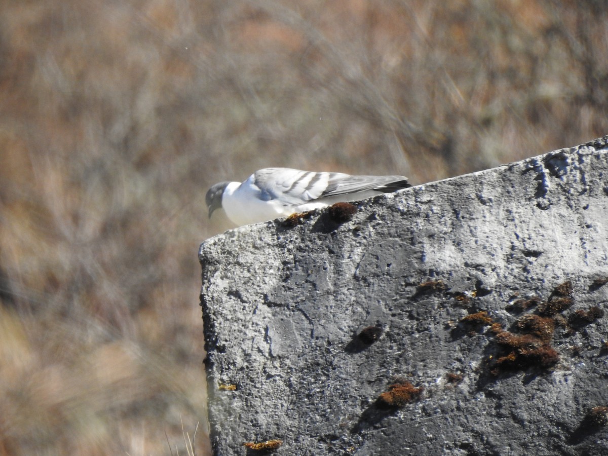 Snow Pigeon - ML629265134