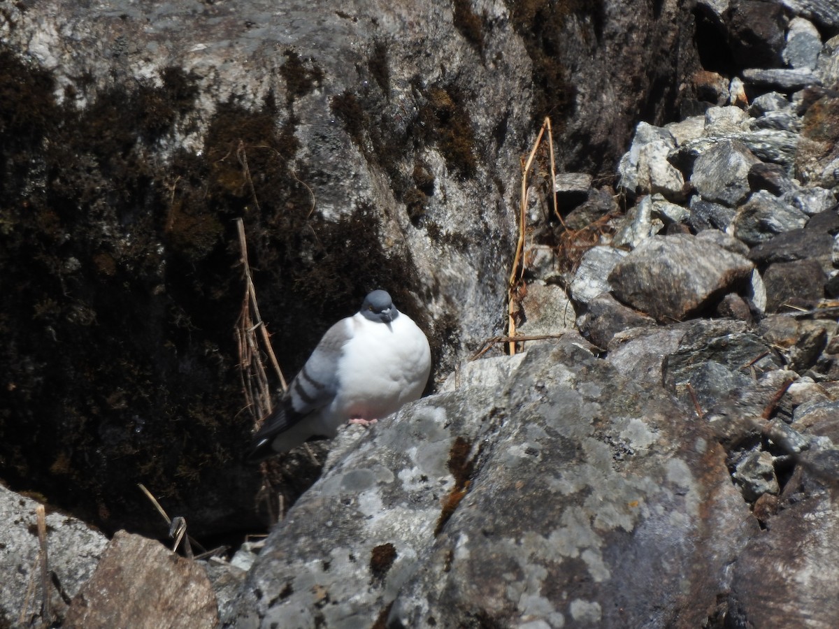 Snow Pigeon - ML629265137