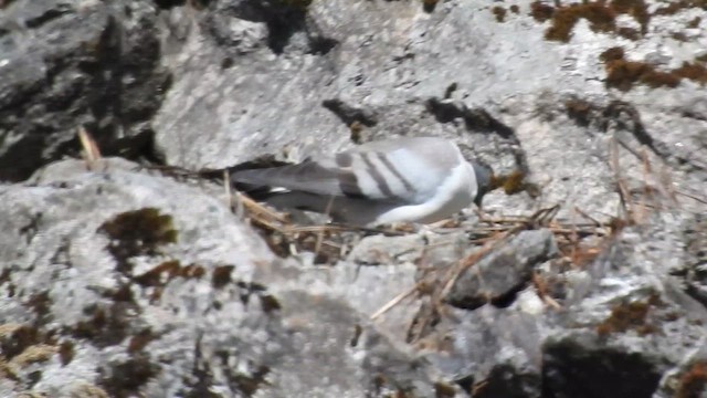 Snow Pigeon - ML629265139