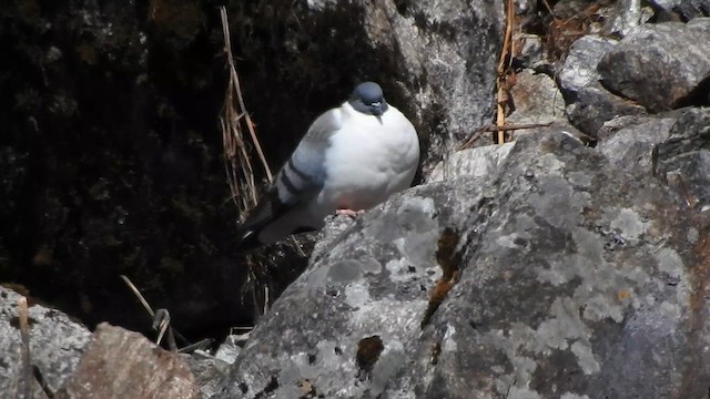 Snow Pigeon - ML629265140