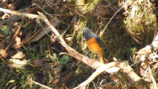 Blue-fronted Redstart - ML629265164