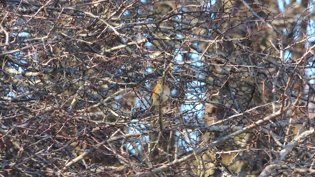 Red-flanked Bluetail - ML629265172