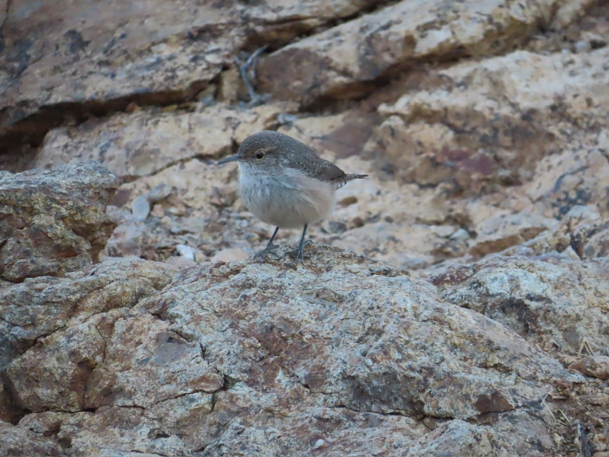 Rock Wren - ML629265253