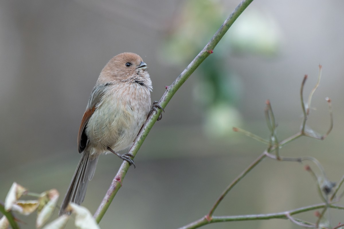 Panuro di Webb - ML629265310