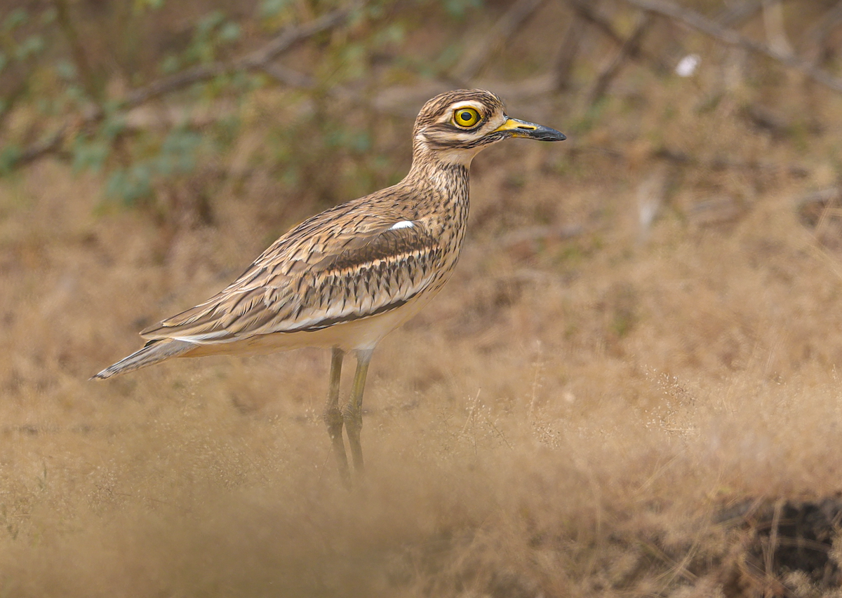 Indian Thick-knee - ML629265356