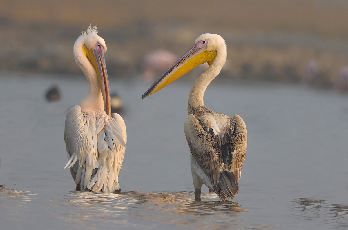 Great White Pelican - ML629265399
